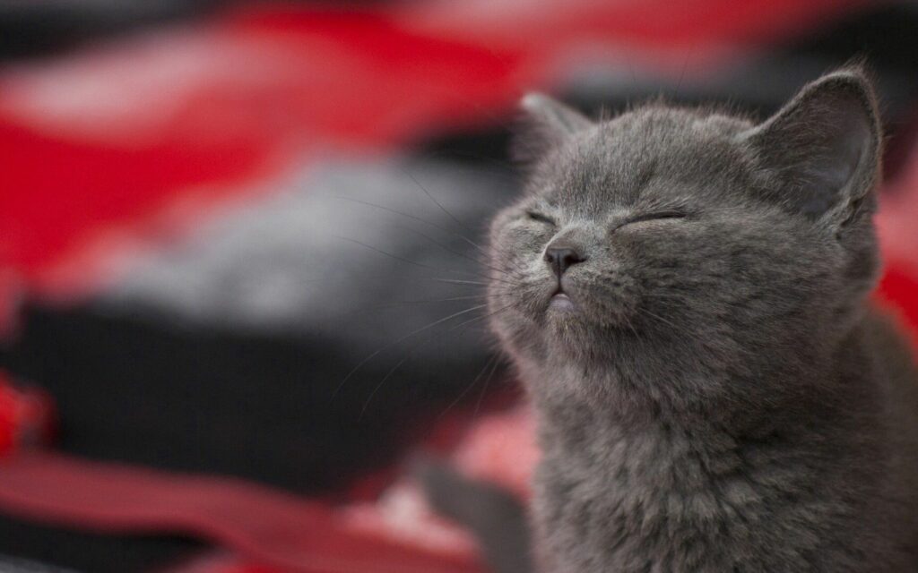 Serene Gray Cat Sleeping Wallpaper: Calm Desktop Background