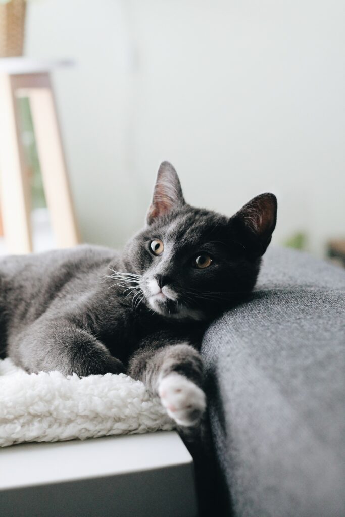 Serene Gray Cat Relaxing Wallpaper: Gentle and Inquisitive Nature