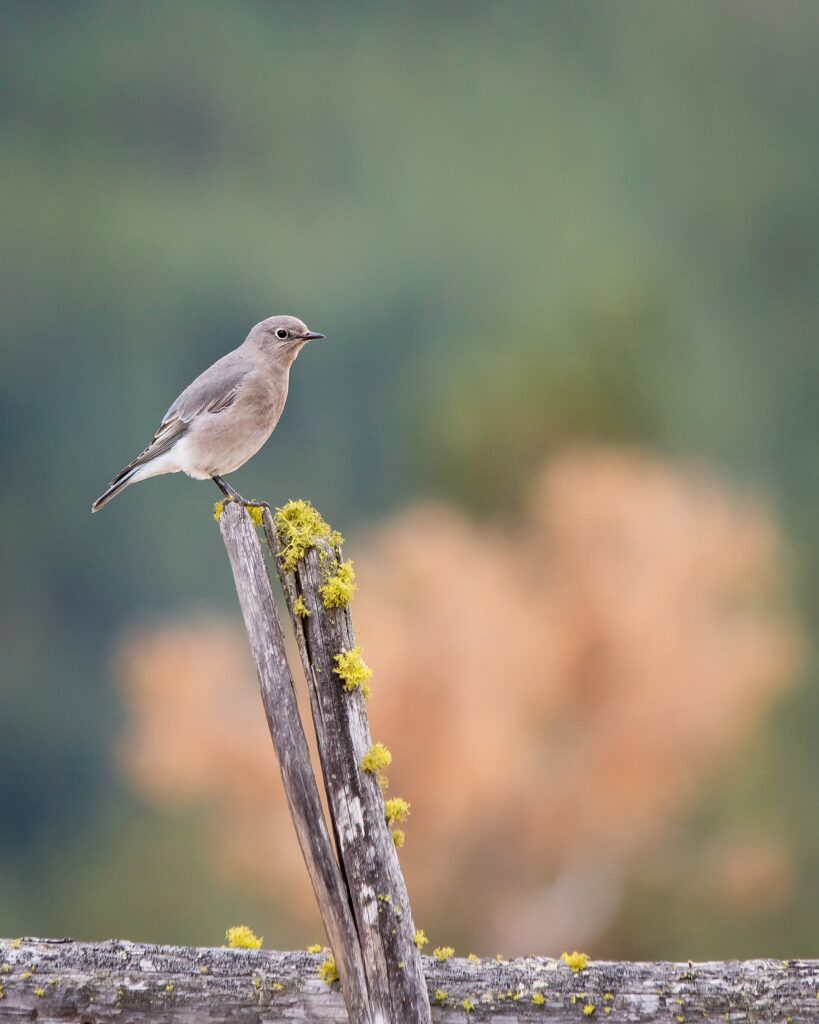Tranquil Gray Flycatcher on Weathered Log - Serene Nature Wallpaper