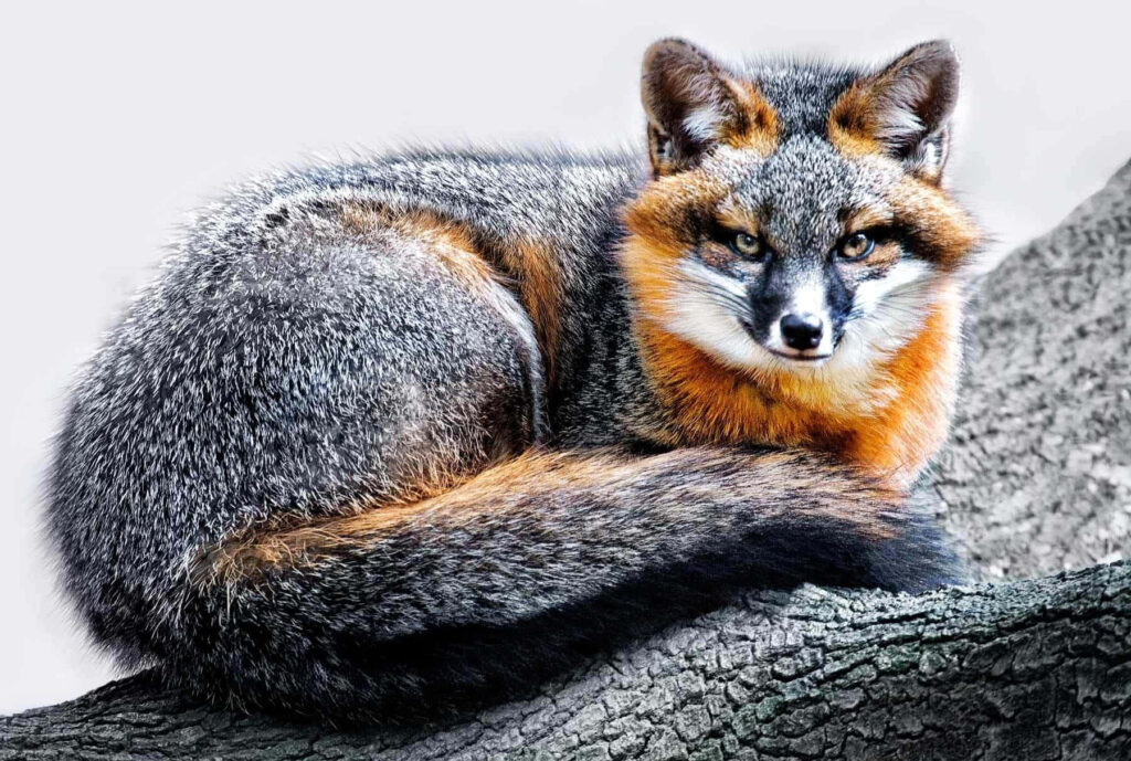 Graceful Gray Fox on Tree Branch - Serene Nature Wallpaper