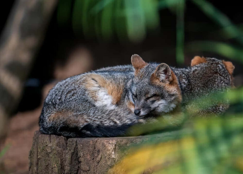 Gray Fox Resting on Tree Stump: Serene Nature Wallpaper