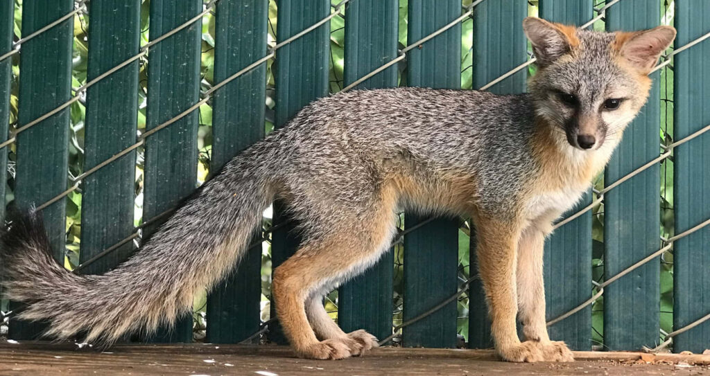Curious Gray Fox in Dark Forest: Blending with Nature's Shadows Wallpaper