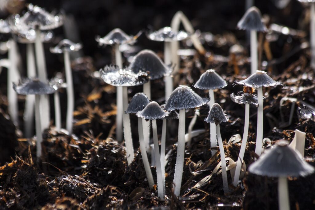 Wallpaper of delicate gray mushrooms with white stems on dark foliage forest floor background