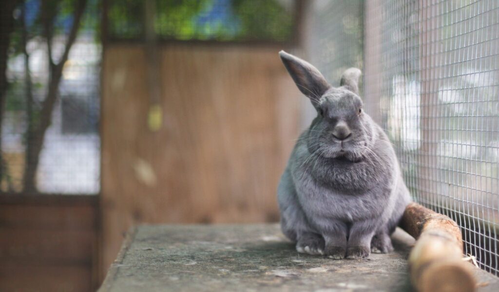 Serene Gray Rabbit Wallpaper: Calm Ledge Scene in Spacious Enclosure