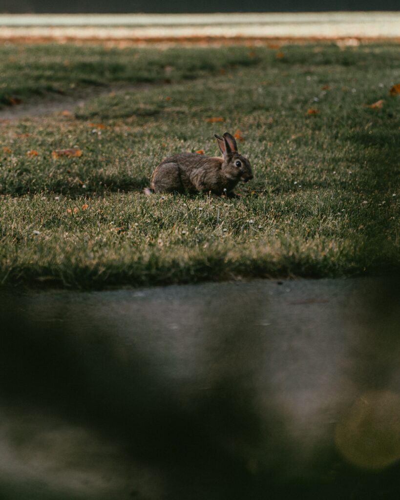 Peaceful Gray Rabbit on Lush Green Grass - Serene Wallpaper