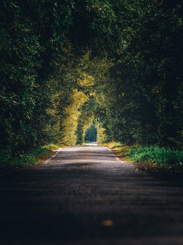 Serene alley with lush green trees forming a natural tunnel and soft sunlight filtering through Wallpaper