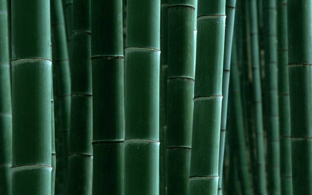 Tall green bamboo stalks with smooth texture creating a serene natural wallpaper background