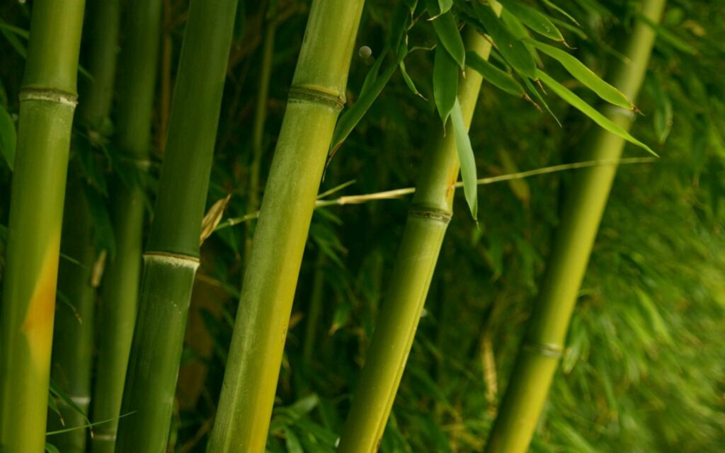Lush green bamboo stalks and leaves wallpaper creating a calm and refreshing nature background