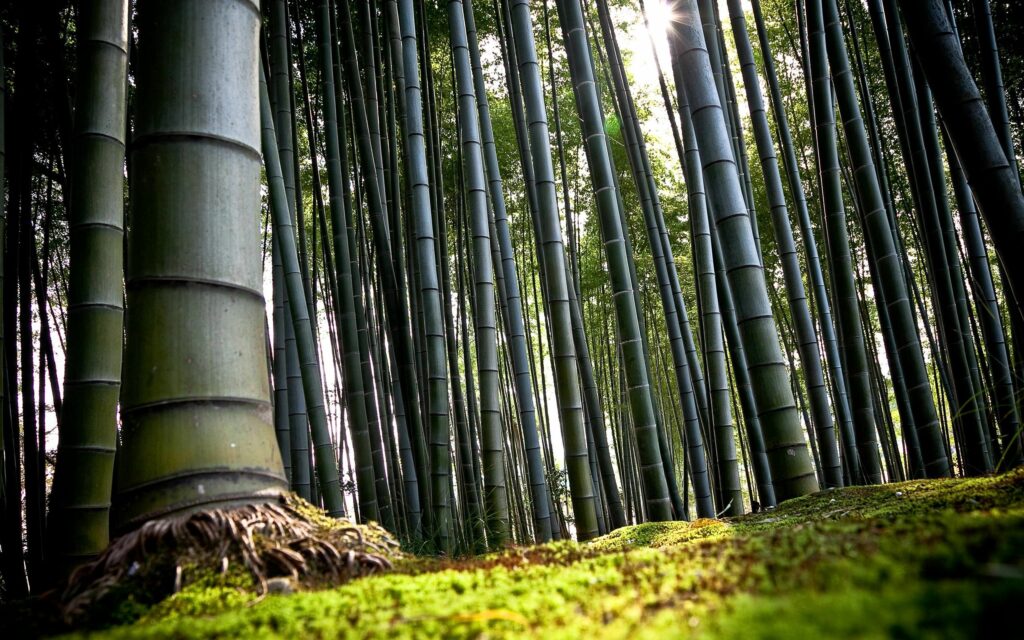 Tall green bamboo stalks with exposed roots on mossy ground under soft forest light wallpaper