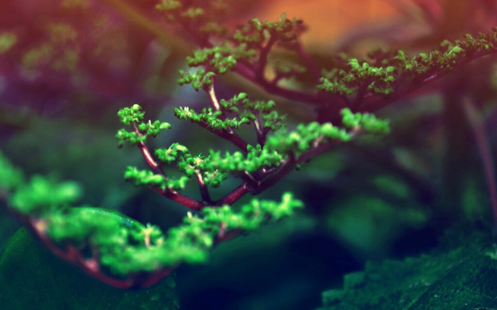 Delicate green branches with fresh spring buds soft focus serene natural foliage wallpaper background