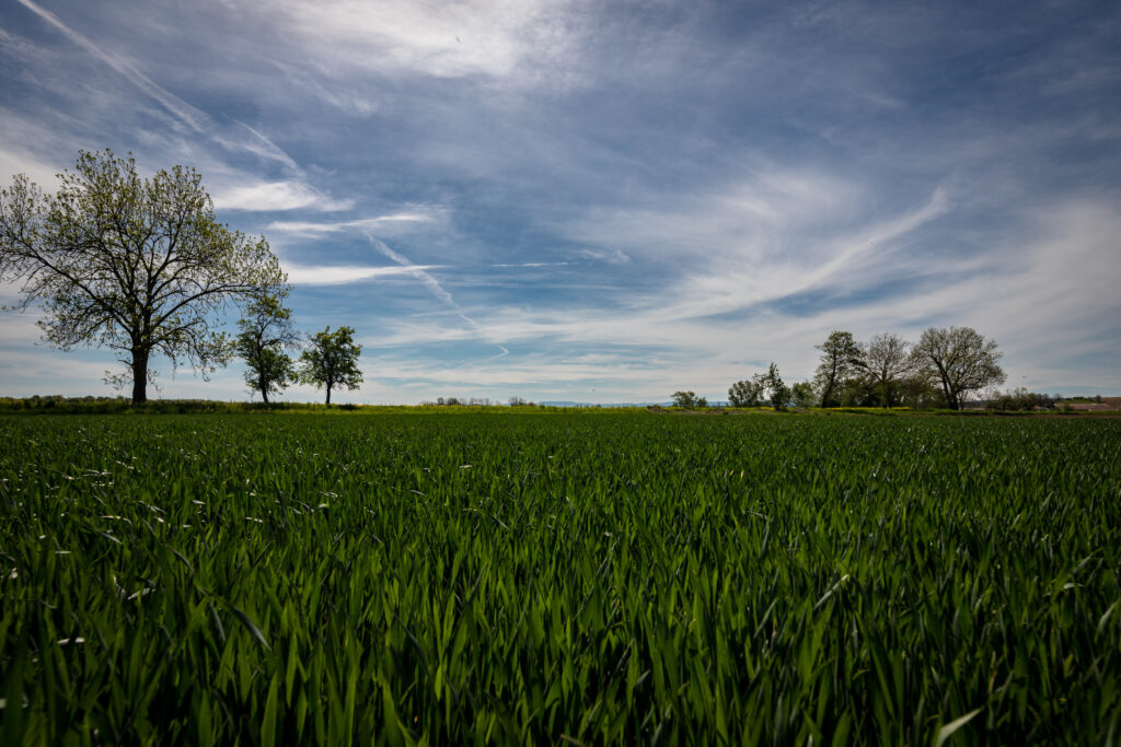 Serene green field with tall trees under a blue sky and white clouds peaceful nature wallpaper