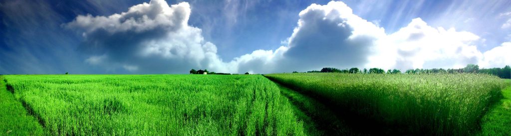 Panoramic lush green field under vibrant blue sky with dramatic white clouds serene rural scene Wallpaper