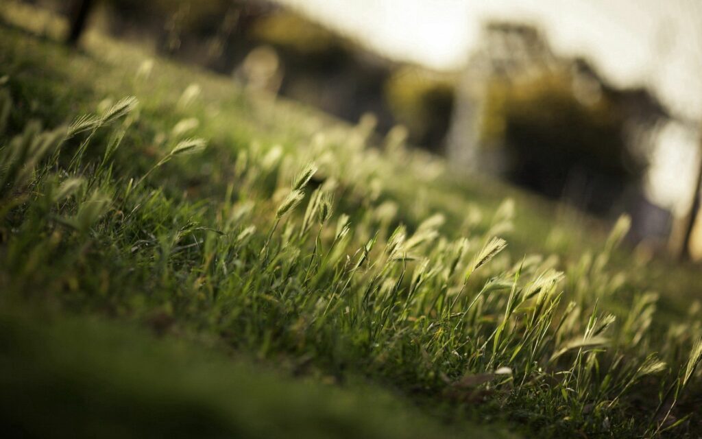 Serene Green Field Wallpaper: Calming Nature Background