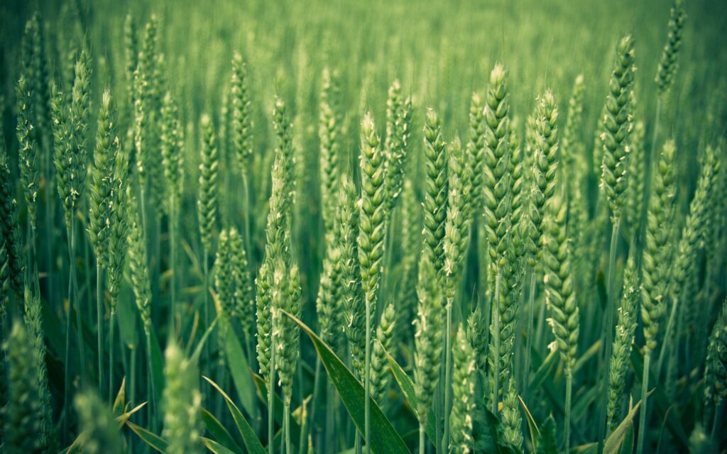 Lush Green Field Wallpaper: Serene Nature Background