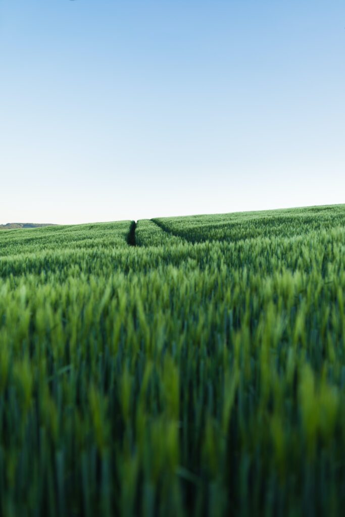 Serene green field with tall grass and a trail leading to a hill under clear blue sky wallpaper