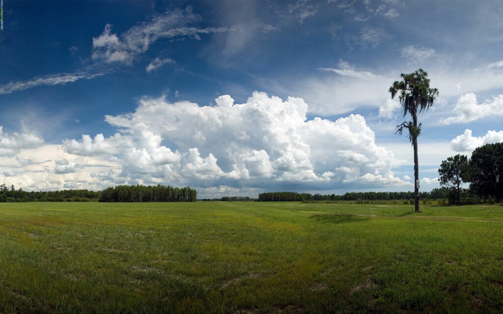 Serene green field with solitary tree under dramatic cloudy sky and distant woodland background Wallpaper