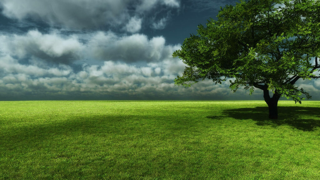 Serene Green Field Wallpaper under Blue Sky with Large Tree