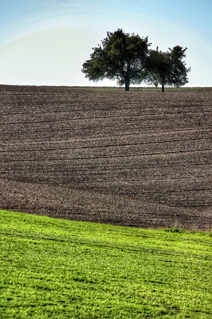 Serene landscape wallpaper with green field plowed earth and two trees under clear blue sky