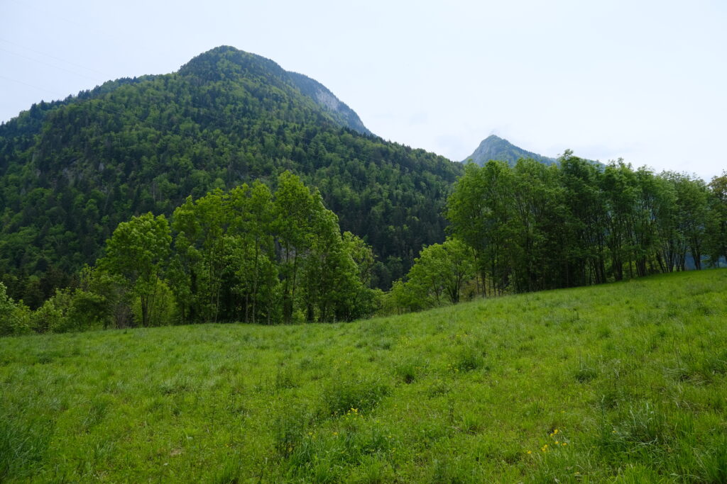 Lush green field with tall trees and forested mountains creating a peaceful nature wallpaper