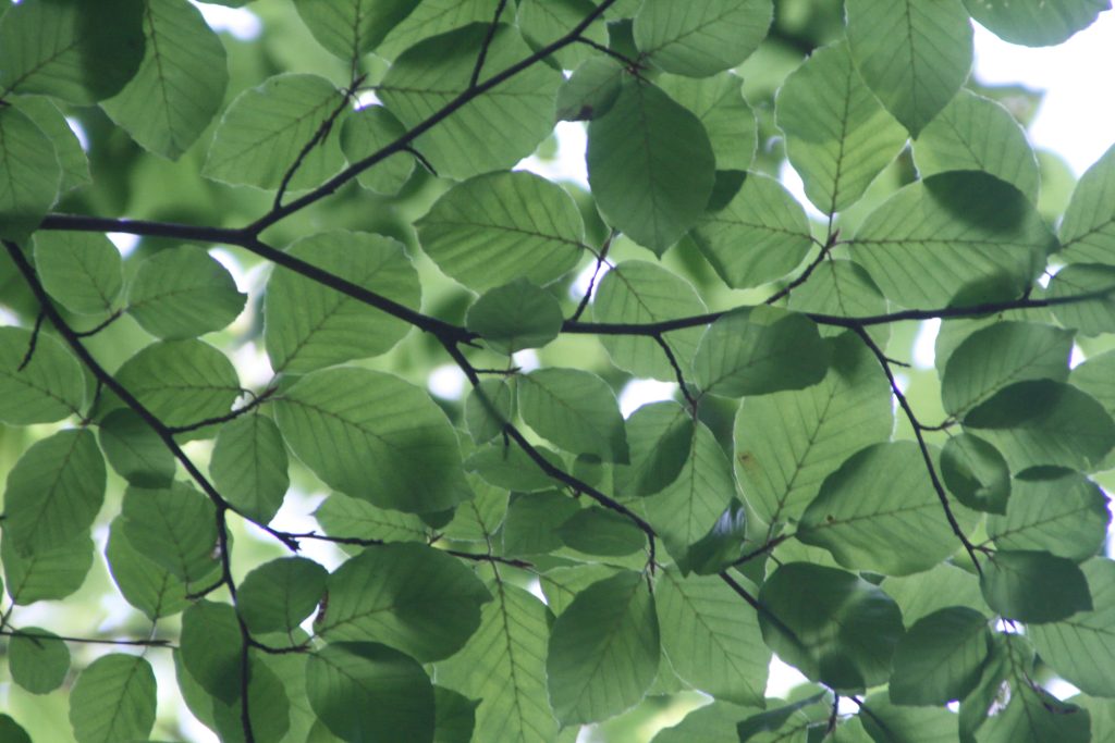 Low-angle view of sunlit lush green tree leaves creating a peaceful forest canopy background Wallpaper