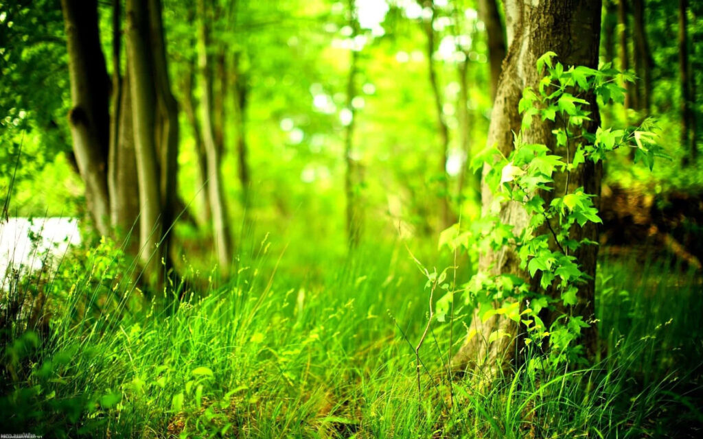 Lush Green Forest Wallpaper: Sunlit Tree Trunk & Vibrant Leaves
