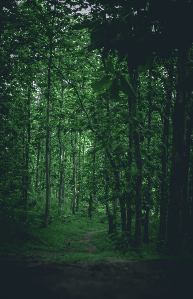 Lush green forest wallpaper with tall trees and winding path creating serene natural ambiance