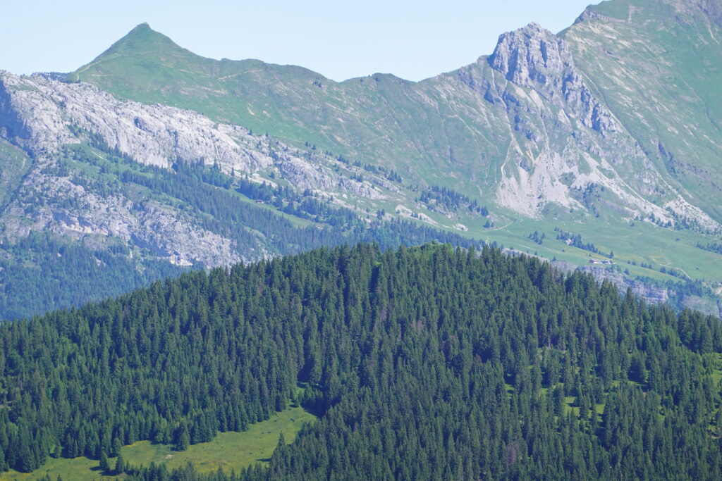 Serene landscape wallpaper with dense green forests and rugged mountains in vibrant colors