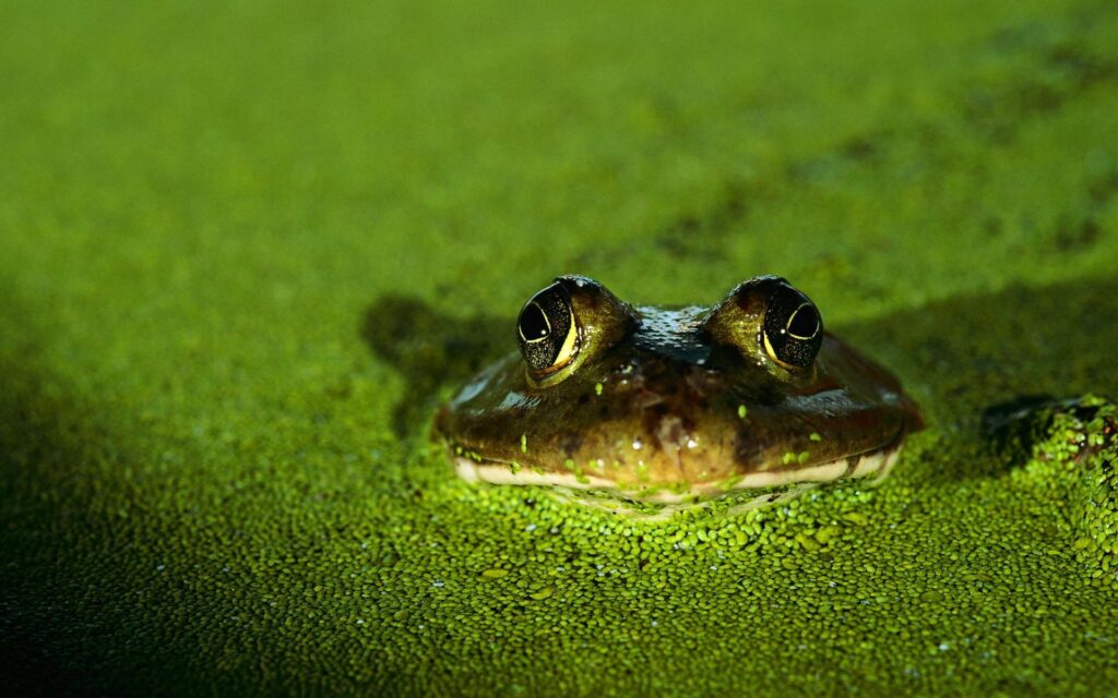 Serene Green Frog in Pond - Charming 1920x1200 Wallpaper