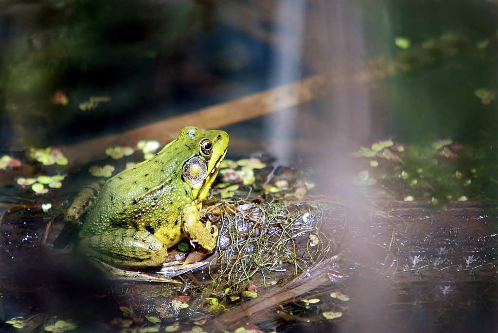 Vibrant green frog on weathered log in tranquil swamp with soft natural lighting background Wallpaper