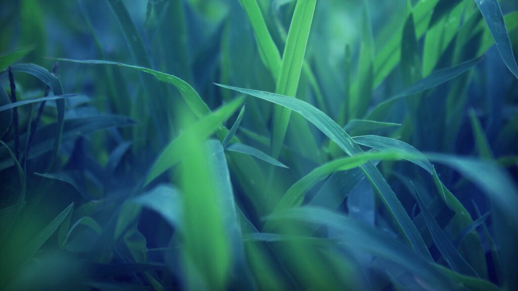 Vibrant Green Grass Close-Up: Serene Nature Wallpaper Background