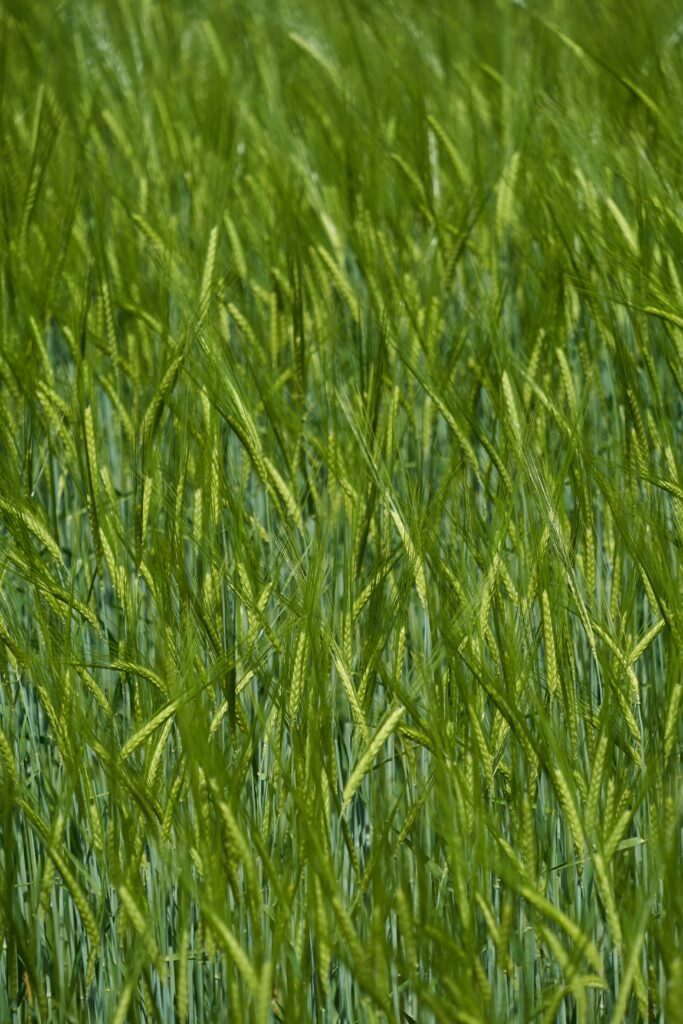Lush green grass field with delicate blades and soft blur creating a serene nature background Wallpaper