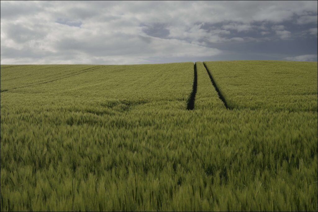 Serene green grass field with gentle tracks under dramatic cloudy sky nature wallpaper background