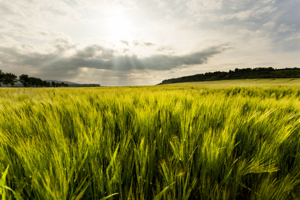 Vibrant green grass field under sun rays breaking through scattered clouds serene nature landscape Wallpaper