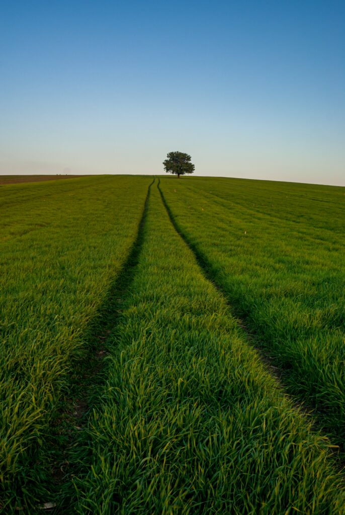 Vibrant green grass field with tire tracks leading to lone tree under clear blue sky wallpaper
