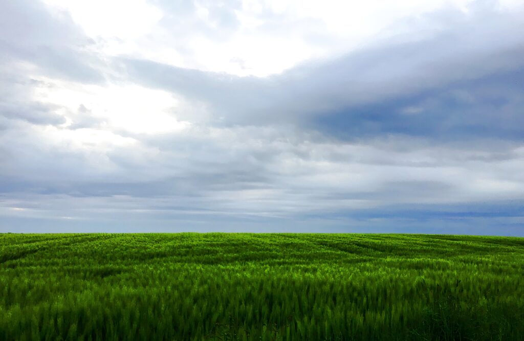 Serene landscape wallpaper with lush green grass fields under dramatic layered cloud sky