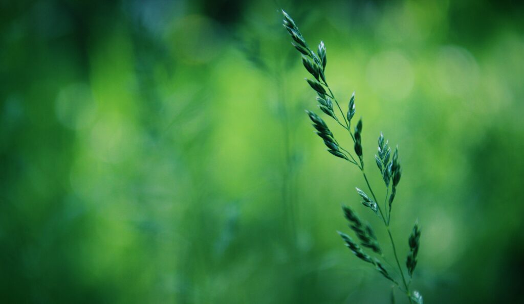 Serene Macro Shot of Green Grass - Delicate Spring Wallpaper