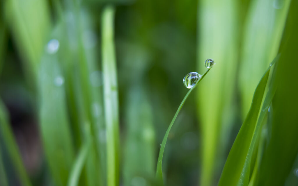 Serene Macro Shot of Dewy Green Grass - Nature Wallpaper Background