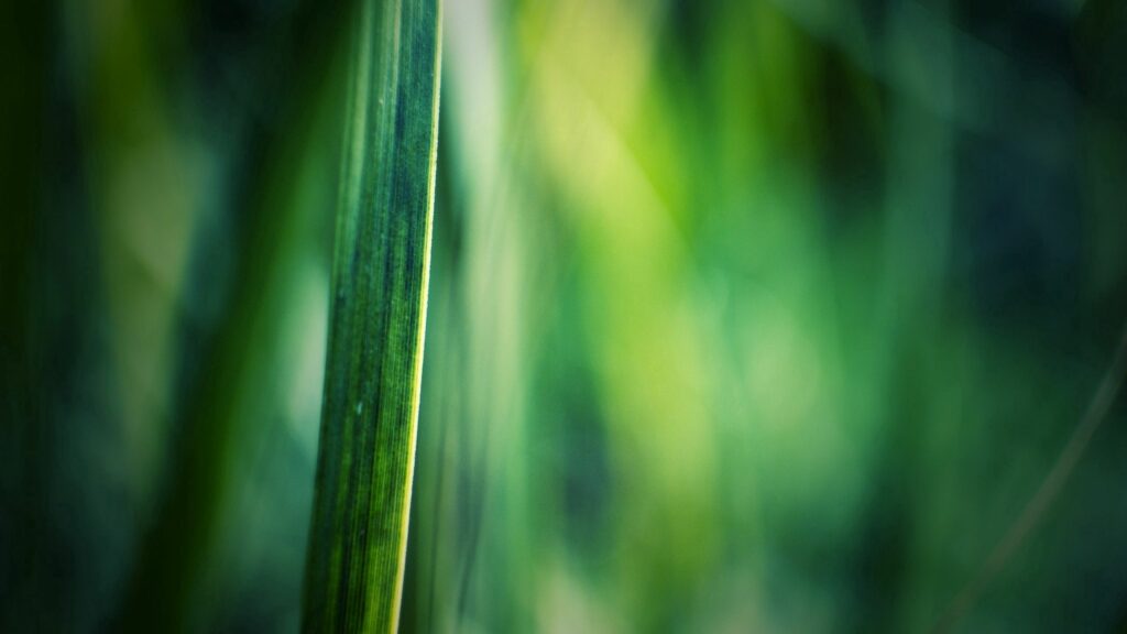 Calming Green Grass Wallpaper with Soft Motion Blur Effect