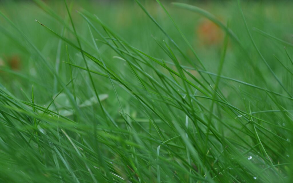 Calm Green Grass Wallpaper: Serene Nature Background for Relaxation