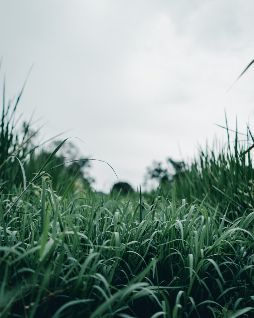 Serene Macro Wallpaper: Lush Green Grass Under Soft Cloudy Sky