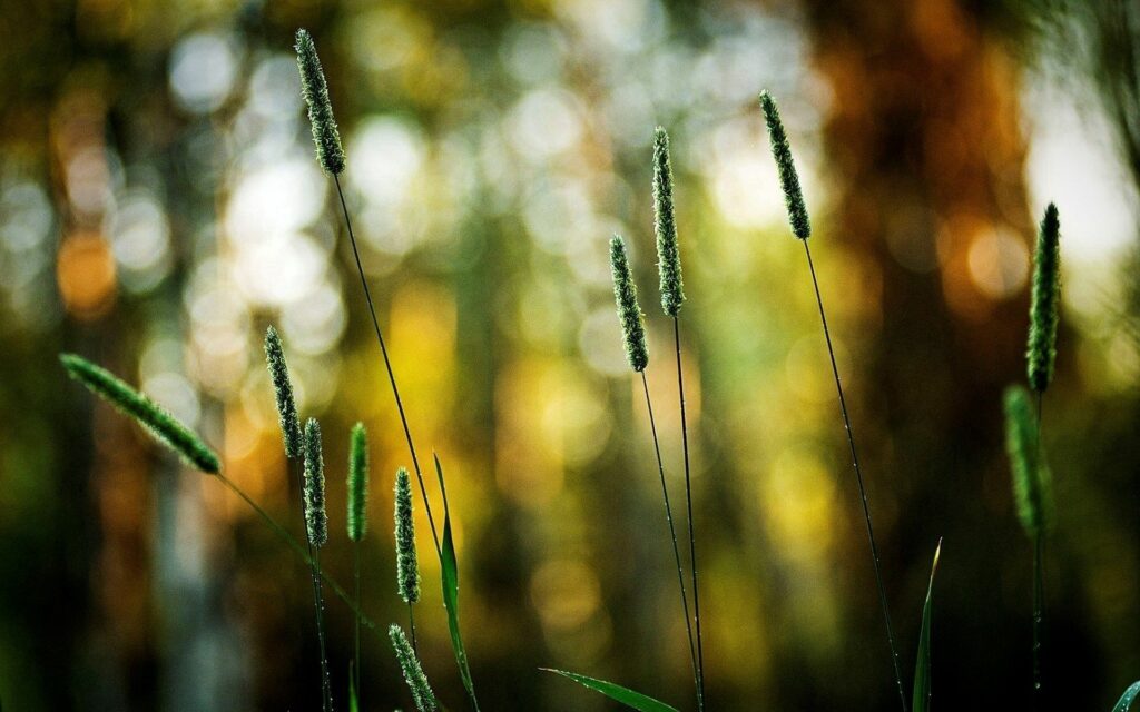Serene Wallpaper: Bright Green Grass on Warm Earthy Background