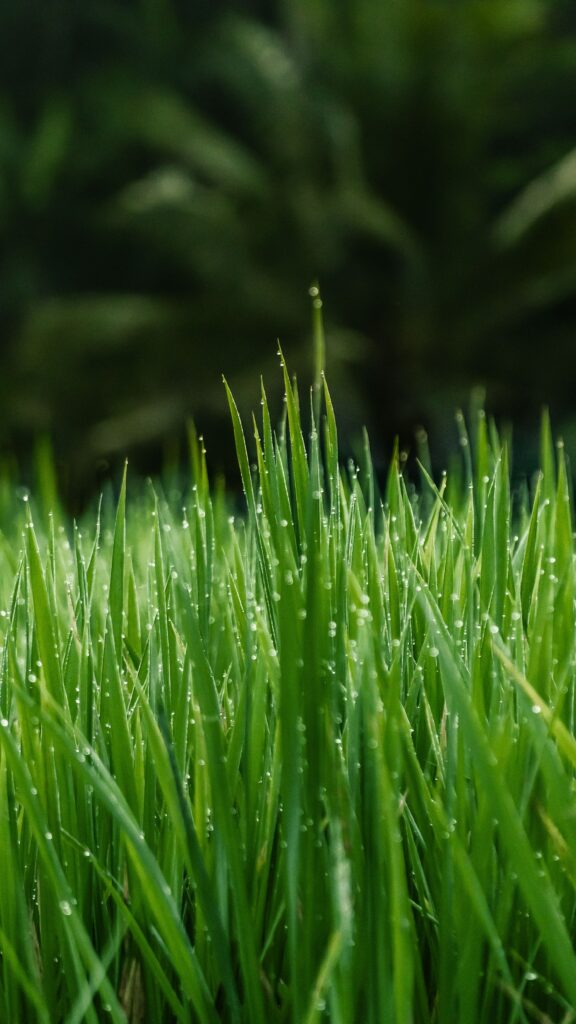 Serene Green Grass Wallpaper with Sparkling Dew Drops