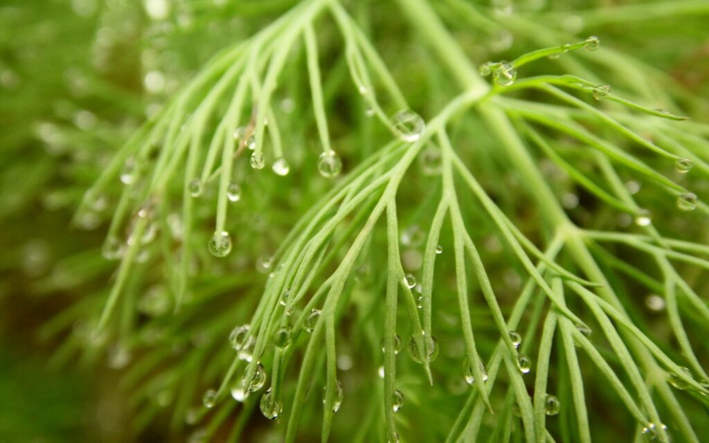 Serene Green Grass Wallpaper: Dew Drops on Foliage Background