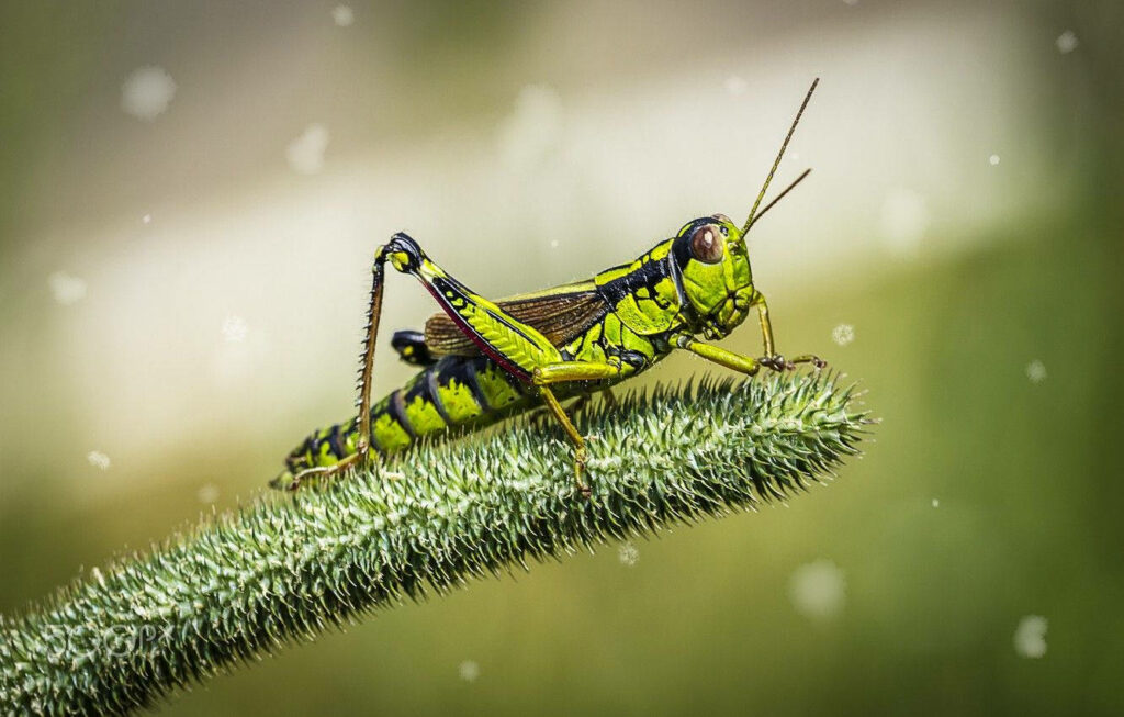 Serene Grasshopper Close-Up on Textured Grass Wallpaper Background