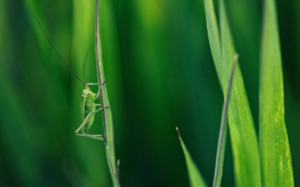 Serene Green Grasshopper on Grass Blade - Vibrant Nature Wallpaper