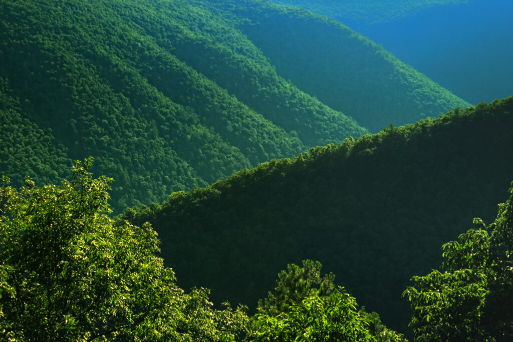 Lush green bushes and dense trees on sunlit rolling hills nature wallpaper background serene