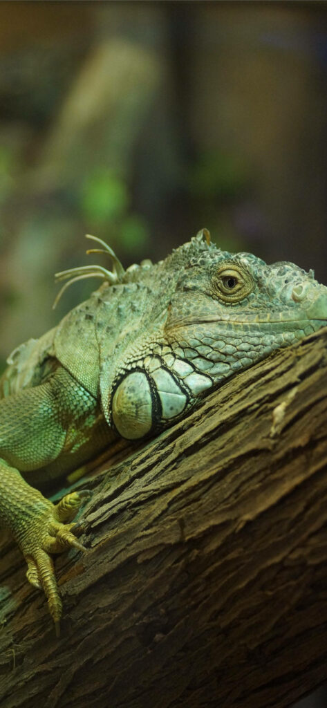 Green Iguana on Textured Branch - Serene Nature Wallpaper