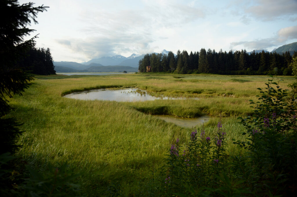 Serene landscape wallpaper with green grass pond trees mountains and cloudy sky background