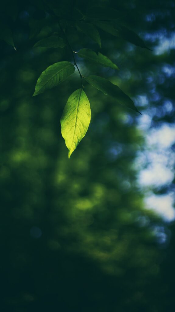 Vibrant Green Leaf Close-Up: Serene Nature Wallpaper Background