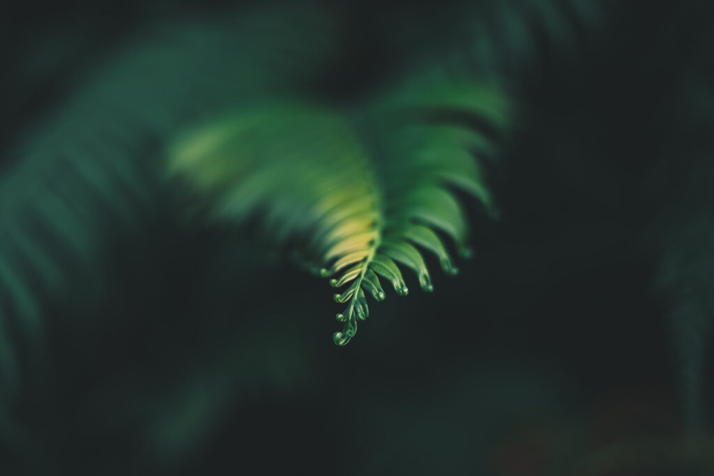 Serene Green Leaf Close-Up: Blurred Dark Background Wallpaper